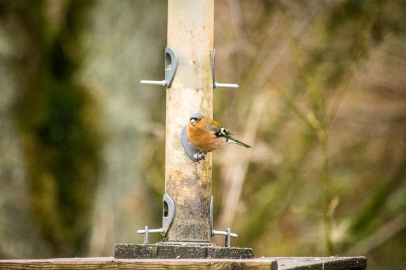 Chaffinch, Staindale lake feeding station. Photo by Michael Hill