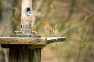 Robin, Staindale lake feeding station. Photo by Michael Hill